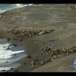 Zoólogo: Descubre el apasionante mundo de la fauna salvaje
